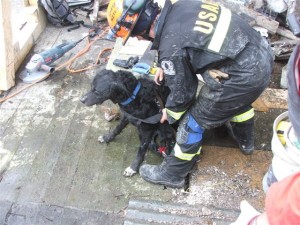 USAR Seach Dog Association - Earthquake Support